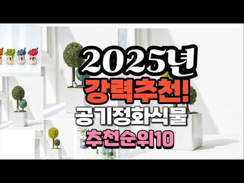 2025년 가장많이 팔릴 공기정화식물  추천 베스트10