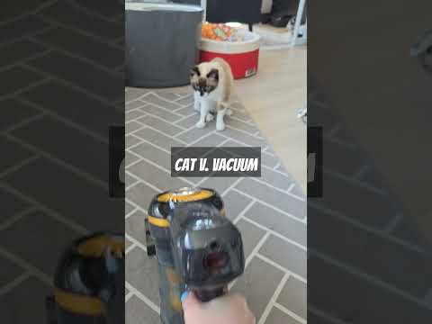 Cats always hate vacuums, but they usually run away... #cats #funny #catlover