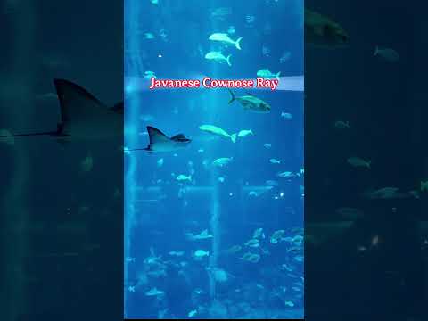 Mysterious creatures of S.E.A. Aquarium Singapore | Sentosa Island | 2024