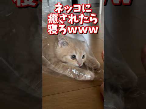 ネッコの動画で癒されたら寝ろｗｗｗ　#2ch #2ch動物スレ #2ch面白いスレ #動物 #犬 #猫 #癒やし #ねこ