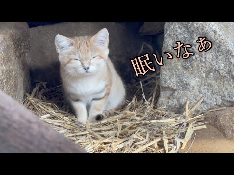 なかなか寝付けないスナネコ / Sand cat / 那須どうぶつ王国