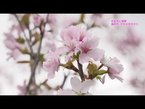 [4K] 2020ふるさと風景　塩尻市 「カタオカザクラ」KATAOKA ZAKURA  Cherry blossoms