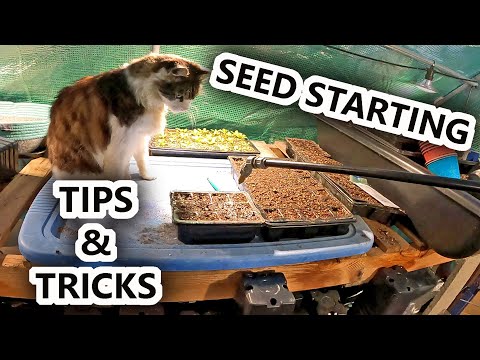 Seed Starting TIPS & TRICKS To Help You Grow AMAZING CROPS @ Home