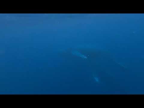 【クジラの歌声】奄美大島南部 ホエールウォッチング by アクアダイブコホロ /【Whale Song】Amami Island whale watching