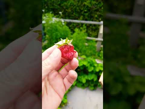 strawberry picking from the #garden