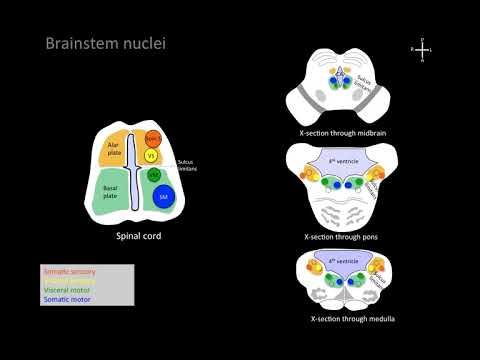 Understanding brainstem cranial nerve nuclei