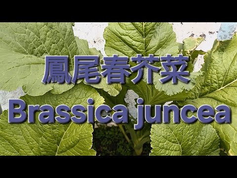 鳳尾春芥菜 Brassica juncea