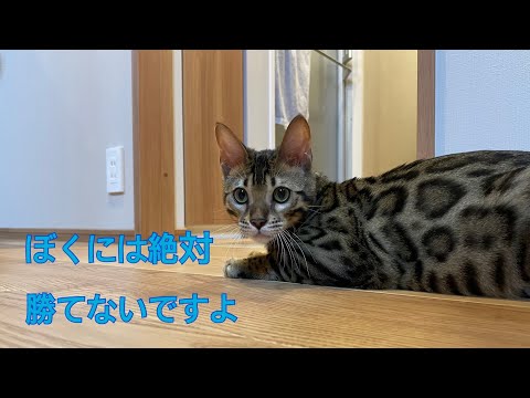 再戦！！かくれんぼが得意なベンガルの子猫