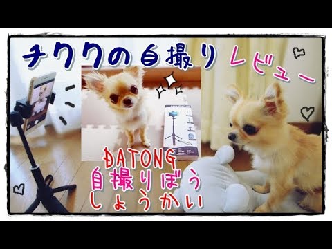 チワワの自撮り📷DATONG自撮り棒🌟レビュー紹介📢おすすめ～Chihuahua🐶Selfie📷Self stick review📣