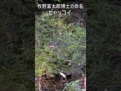 白河には北半球唯一の植物が自生してます　#白河市 #野草