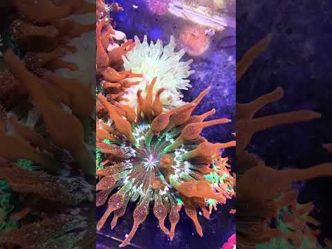 紅奶嘴與小丑魚