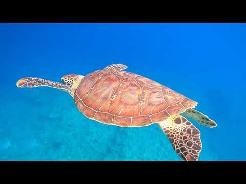 石垣島大崎海岸タチイ浜でビーチエントリーシュノーケリング