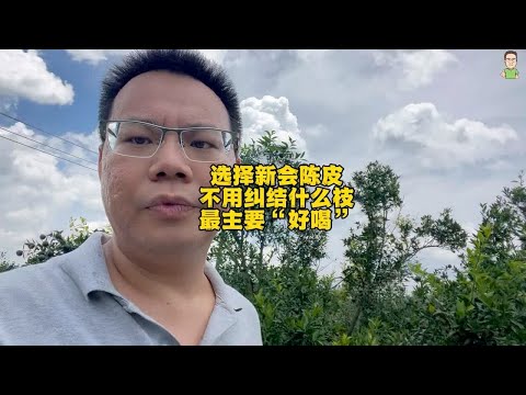 选择新会陈皮不用纠结什么枝，最主要“好喝”，好喝胜于一切