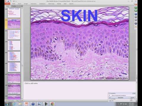 Medical School Pathology, 2013 Season, Session #40: Musculoskeletal and Skin Review