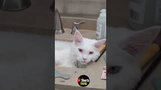 #Funnycatshorts#catfunny#shortstrend#beuaty#funnycats #funnyshorts #cryingmoment