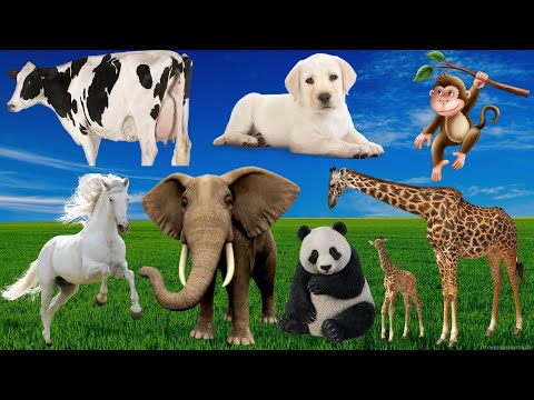 Dog, Cow, Elephant, Monkey, Horse, Panda, Chicken...Animal sounds