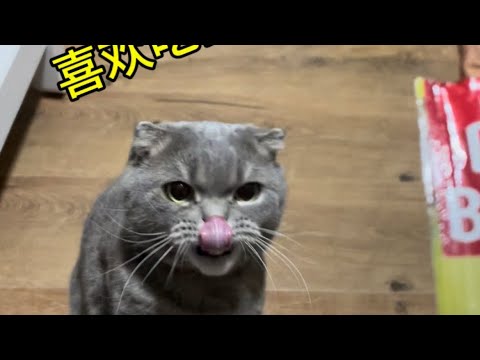 喜欢吃猫条的咪咪#猫 #cat