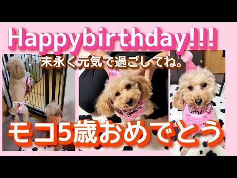 【犬との暮らし】【犬のいる幸せ】モコ　５歳♡12月20日 誕生日おめでとう！！「モコは、やっと５歳になって、これからも元気で過ごして欲しいです！！」