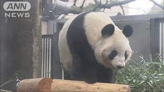 上野のパンダ展示再開「動物園での自然交配珍しい」(17/03/02)