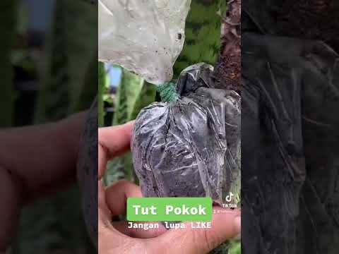 Jom belajar Tut Pokok