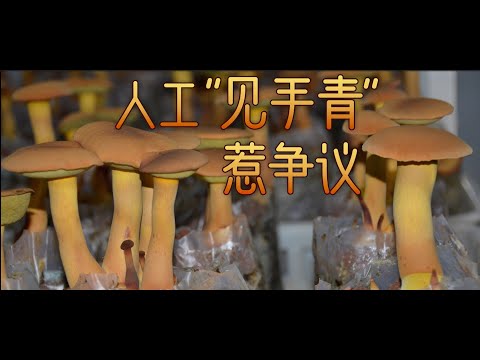 中华腐生牛肝菌到底是不是见手青？