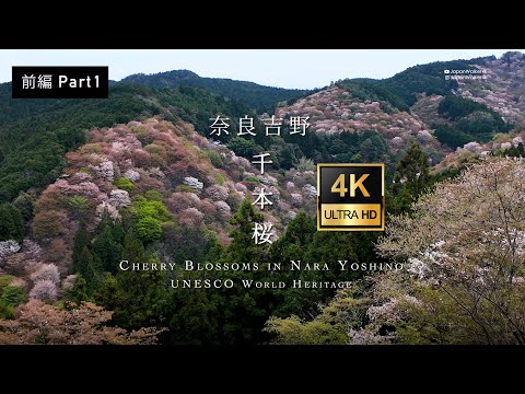 【4K】2024 Japan Cherry Blossoms: Access Guide to Yoshino's Senbon Sakura 🌸 Ropeway and Bus #Yoshino