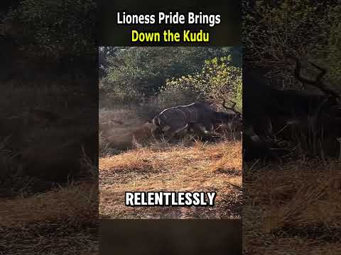 Lioness Pride Brings Down the Kudu