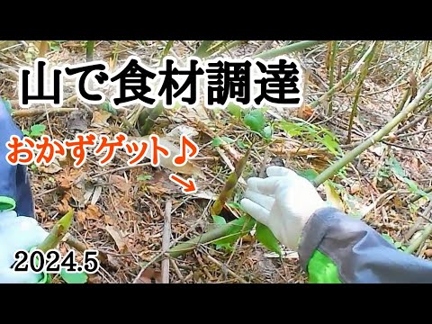 【北海道】山でタケノコ採り！旬の食材を採りに行く。