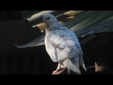 Pyra Pigeon Birds | Green Lokkha Pigeon Flying | Pigeon Lover | Birds Lover