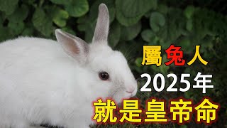 2025生肖運勢，十二生肖屬兔人的運勢，隨著新年2025年的征程展開，屬兔人被幸運女神特別青睞。【佛語】#運勢 #風水 #佛教 #生肖 #佛語