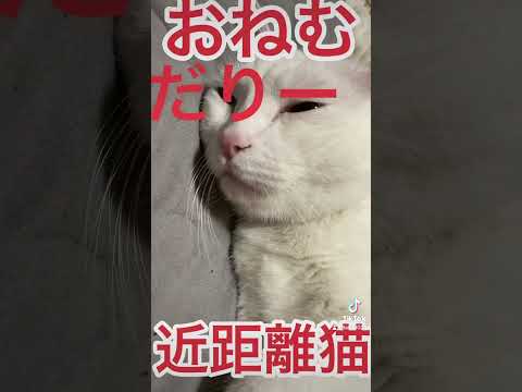 癒し猫