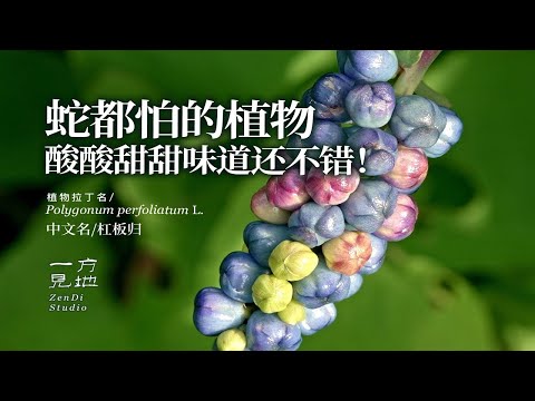 蛇都怕的植物，酸酸甜甜味道还不错，也是一味民间常用中草药