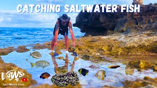 CATCHING Saltwater AQUARIUM FISH + NEW CORAL for my POND #catchingaquariumfish #tidepool