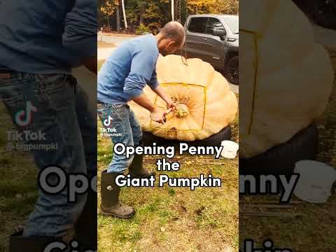 Giant Pumpkin I bet you never seen before