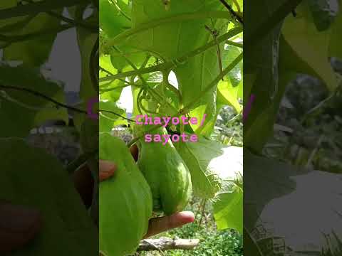 picking chayote / sayote at our farm #chayote #sayote #province #vegetables #fresh