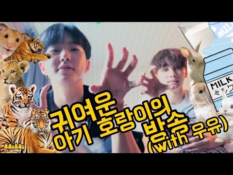 [세븐틴/정한/호시] 호시는 햄찌 아니구 호랑이야 ❗️ 호랑단 모여라 🐯 든든한 우유형과 함께한 브이라이브 🥛