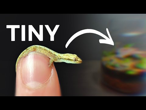 Tiny Lizard Terrarium (Vivarium)