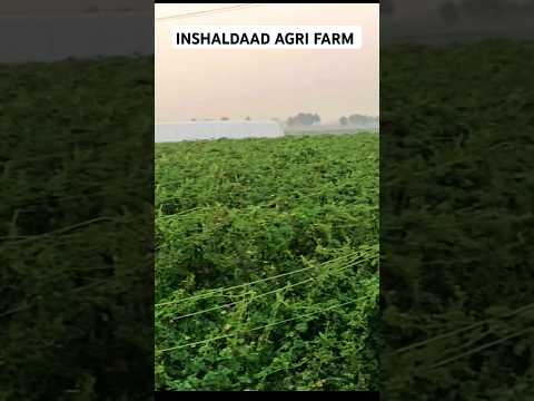 Bitter gourd🍀 || DAAD'S AGRI FARM || #farming #agriculture#shortvideo#shorts #bittergourdfarming