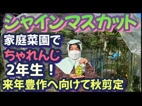 【シャインマスカット栽培】家庭菜園でも出来る！高級果物栽培チャレンジ第ニ弾！寒暖差が激しい場所だから期待大で来年への準備