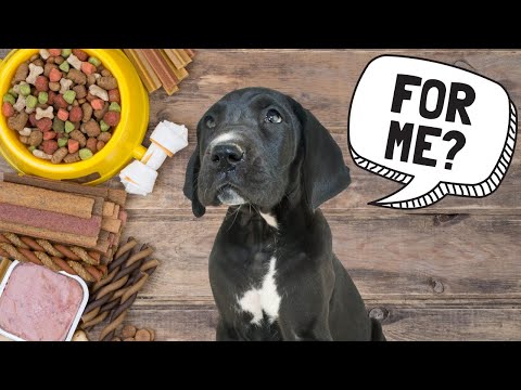 Should Great Danes Eat Puppy Food?