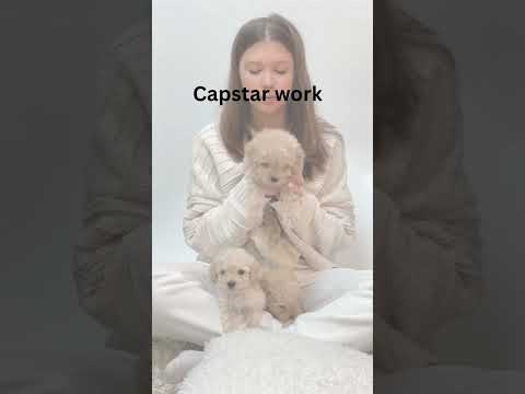 Capstar Flea Tablets for Dogs and Cats :Buy Capstar Online