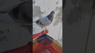 srukha bacha #pigeons #pigeon #bird #pigeoneyes #homingpigeons #birdspecies #pigeonloft #kabootar