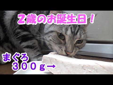 まぐろ丸かじり300g！２歳の誕生日！（アメリカンショートヘアのソラ）