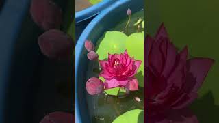 Affection 16 #gardening #malayalam #trending #youtube #youtube