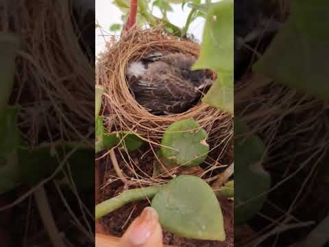 #youtubeshort #short Bulbul bird eggs hatched | Baby Bulbul ❤️