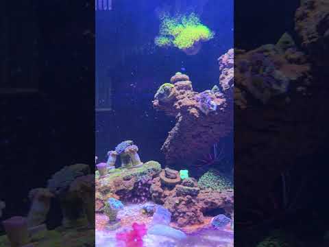 What to feed bubble tip anemone?