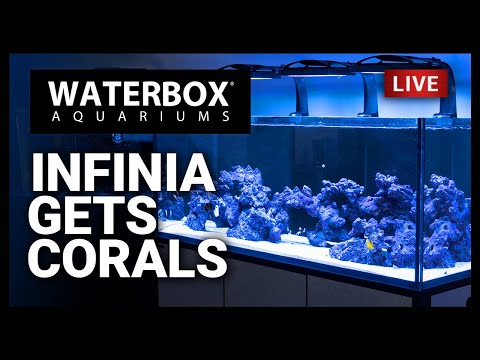 Episode 133: INIFINIA is Getting Corals