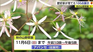 リンドウやダイモンジソウなど 秋の山野草の展示会【佐賀県】 (22/11/04 18:50)