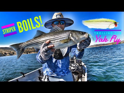 Striper Boils & Trolling the Yak Fly for Bigger Fish!-Castaic Lake