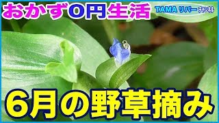 【おかず0円生活】6月の野草摘み♪ ツユクサ、ドクダミ、ヤブガラシ、ヒルガオなど